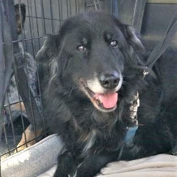 Harley, an adoptable Black Labrador Retriever in Millville, UT, 84326 | Photo Image 3