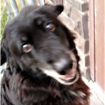 Harley, an adoptable Black Labrador Retriever in Millville, UT, 84326 | Photo Image 4