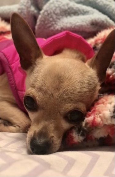 Scooter, an adopted Chihuahua in Omaha, NE_image-1
