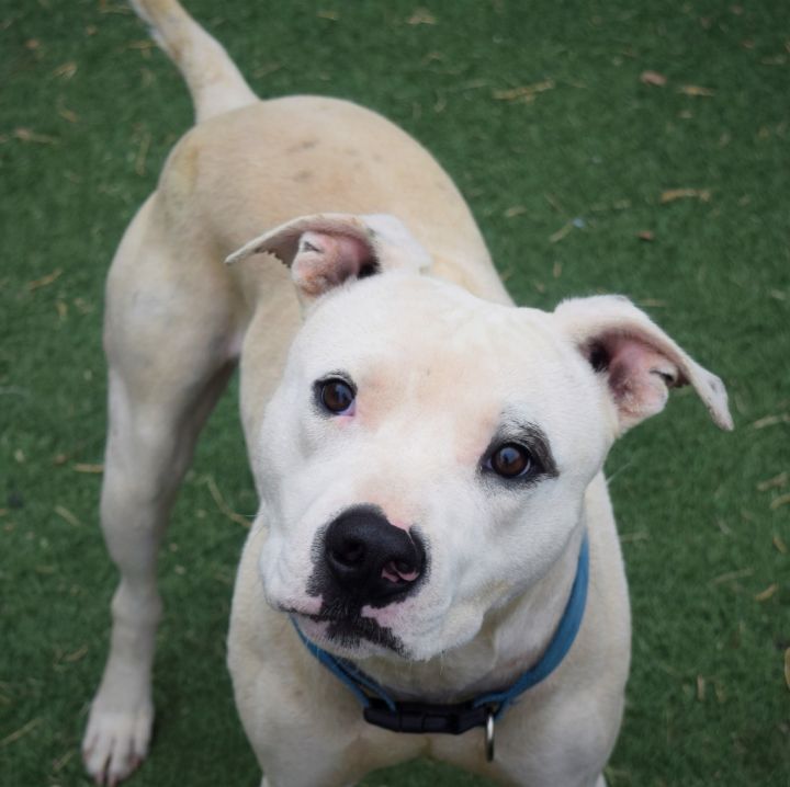 Jax, an adoptable Pit Bull Terrier in Lubbock, TX_image-1