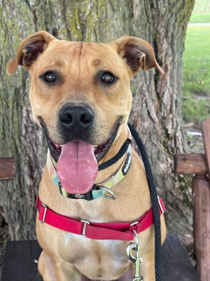 Milton, an adoptable Hound Mix in Lake Odessa, MI_image-2