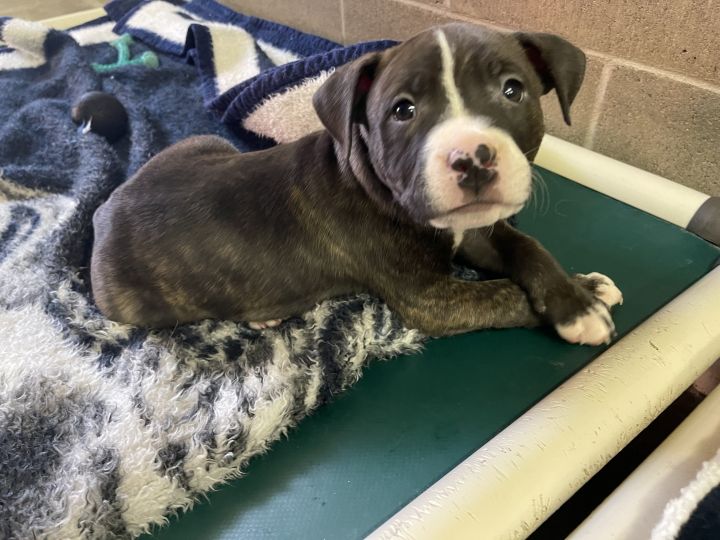 Bumi, an adoptable Terrier Mix in Lake Odessa, MI_image-1