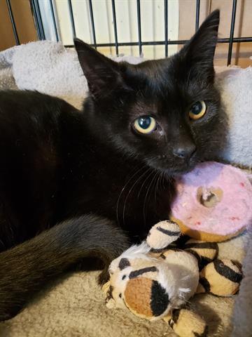 AZALEA, an adoptable Domestic Short Hair in Norfolk, VA, 23502 | Photo Image 1