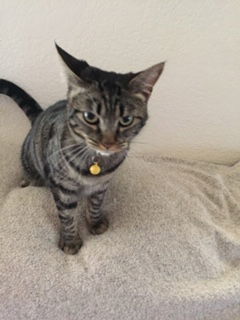 Daphne, an adoptable Domestic Short Hair, Tabby in Visalia, CA, 93277 | Photo Image 1