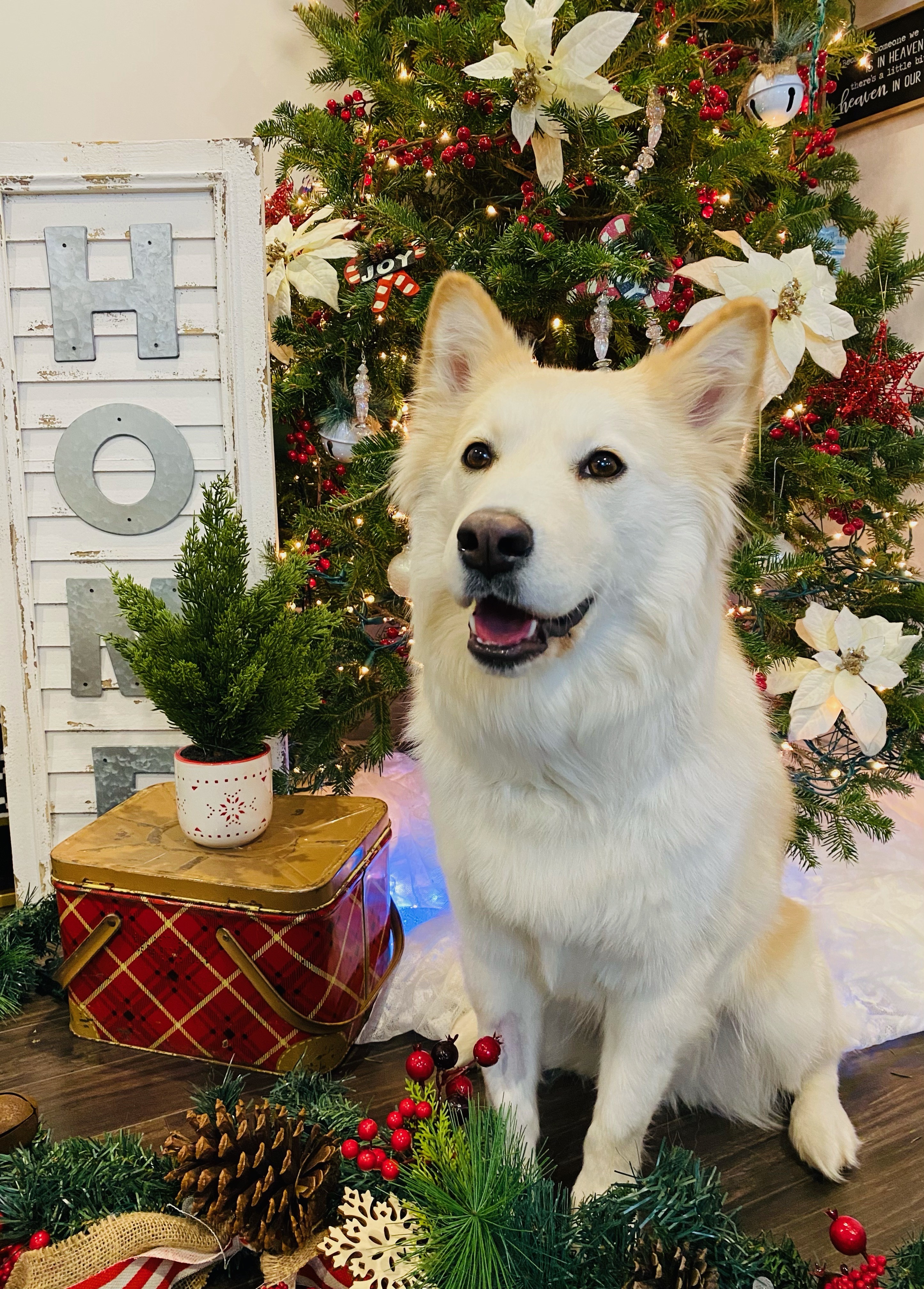 Bella, an adoptable Mixed Breed in Saskatoon, SK, s7h 3a1 | Photo Image 1