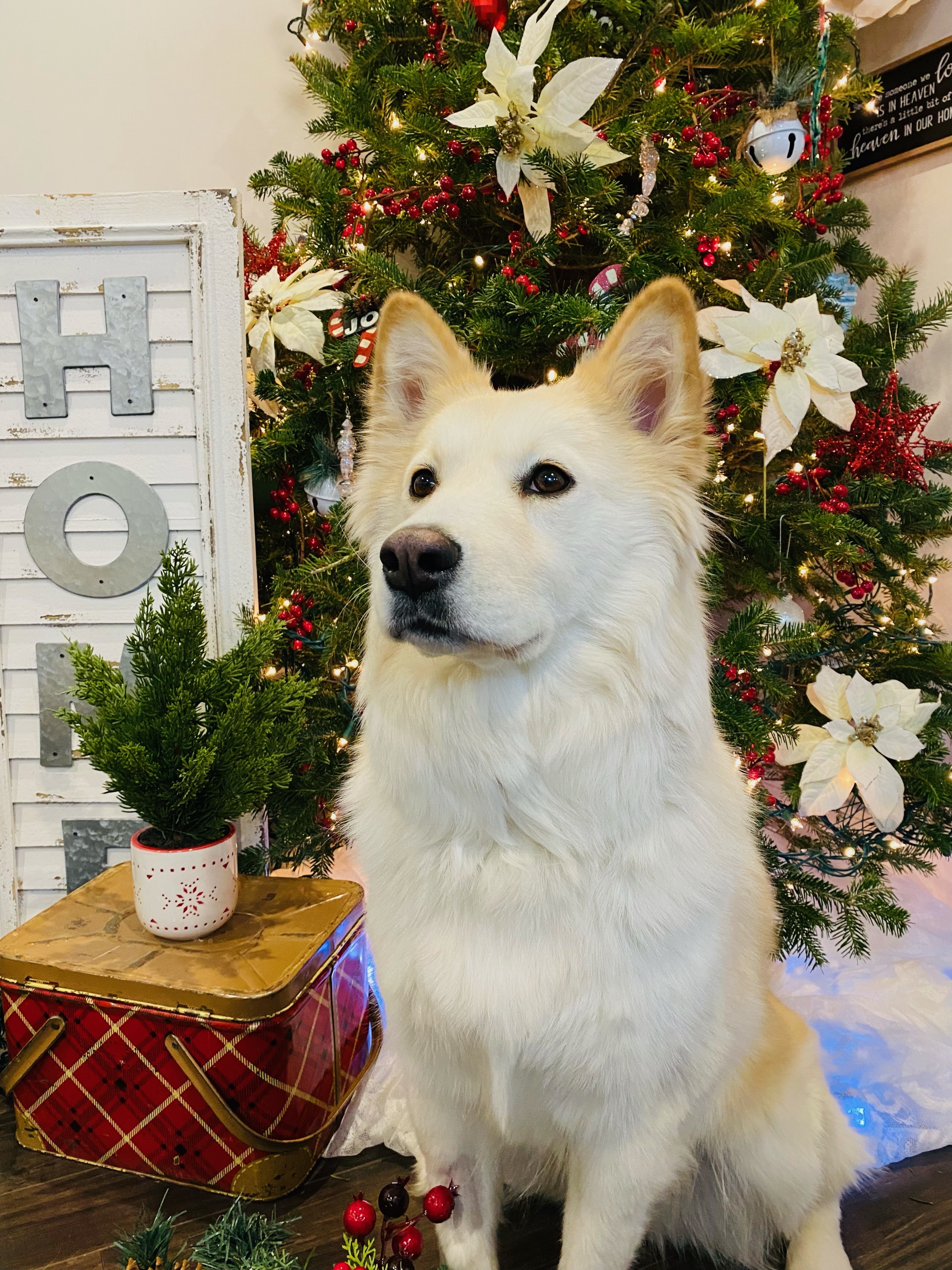 Bella, an adoptable Mixed Breed in Saskatoon, SK, s7h 3a1 | Photo Image 2