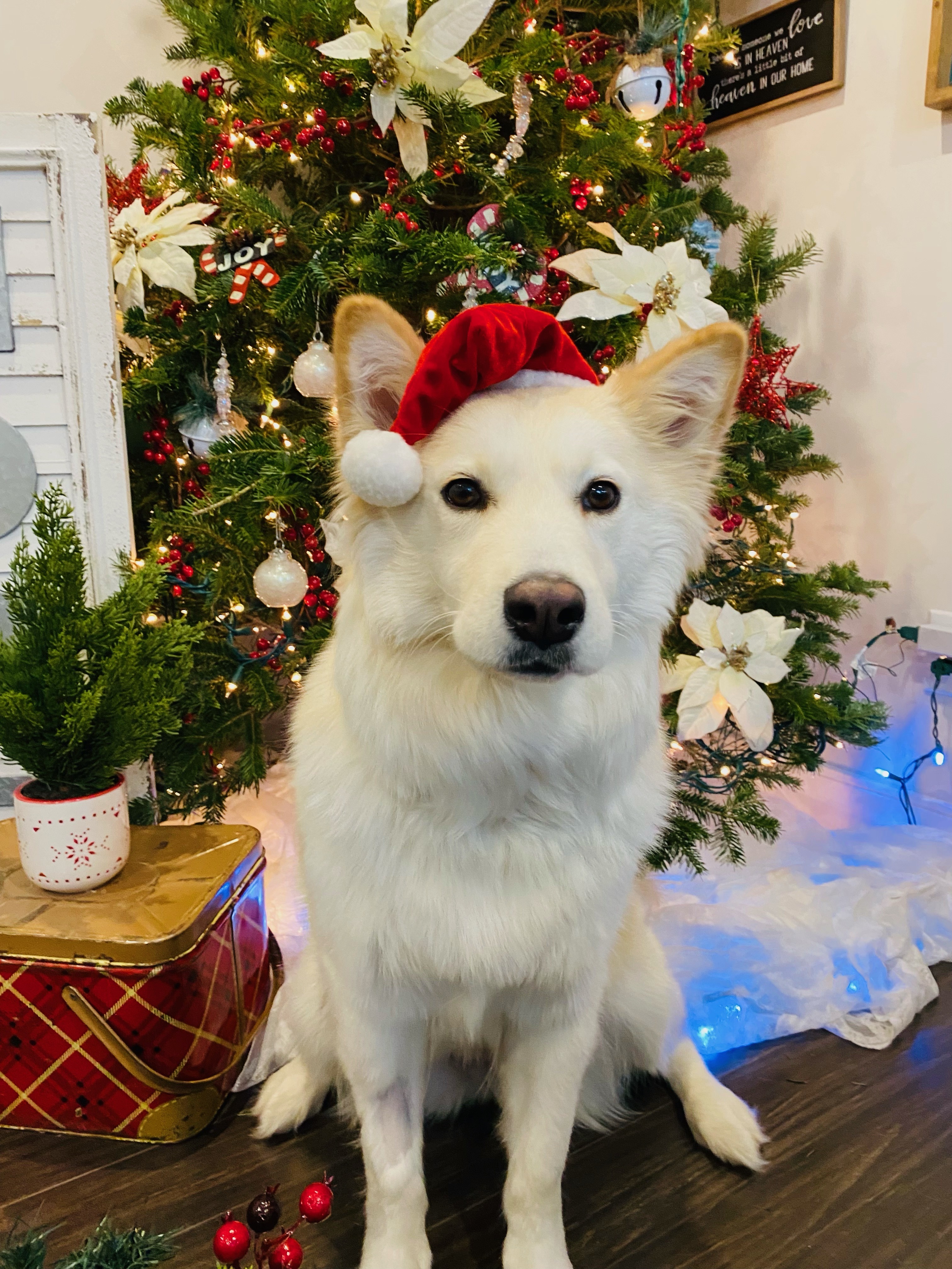 Bella, an adoptable Mixed Breed in Saskatoon, SK, s7h 3a1 | Photo Image 3