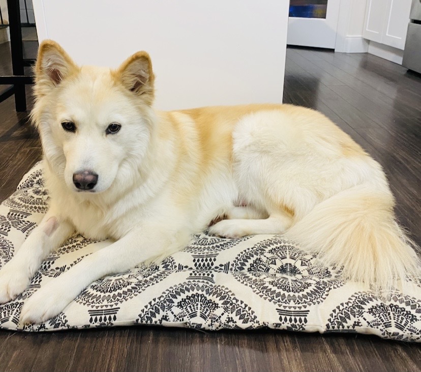 Bella, an adoptable Mixed Breed in Saskatoon, SK, s7h 3a1 | Photo Image 4