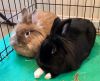 Herby and Bunncye