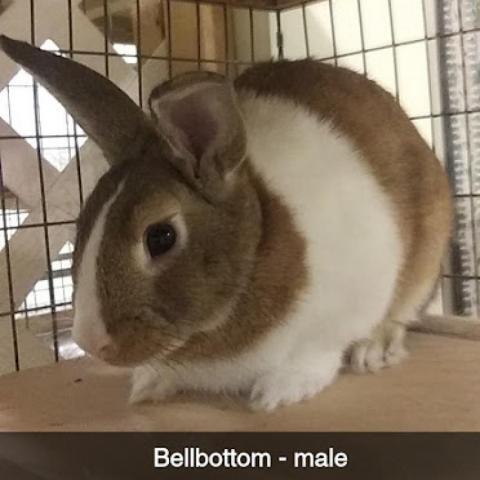 Bellbottom, an adoptable Dutch in Rock Hall, MD_image-1