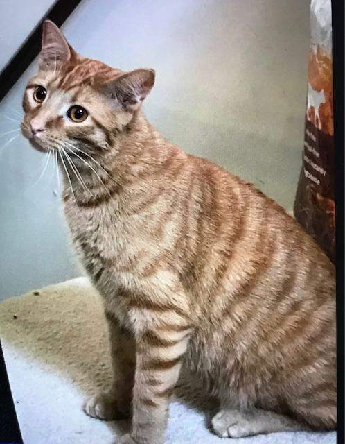 Carson, an adoptable Domestic Short Hair in Saint Louis, MO, 63126 | Photo Image 1