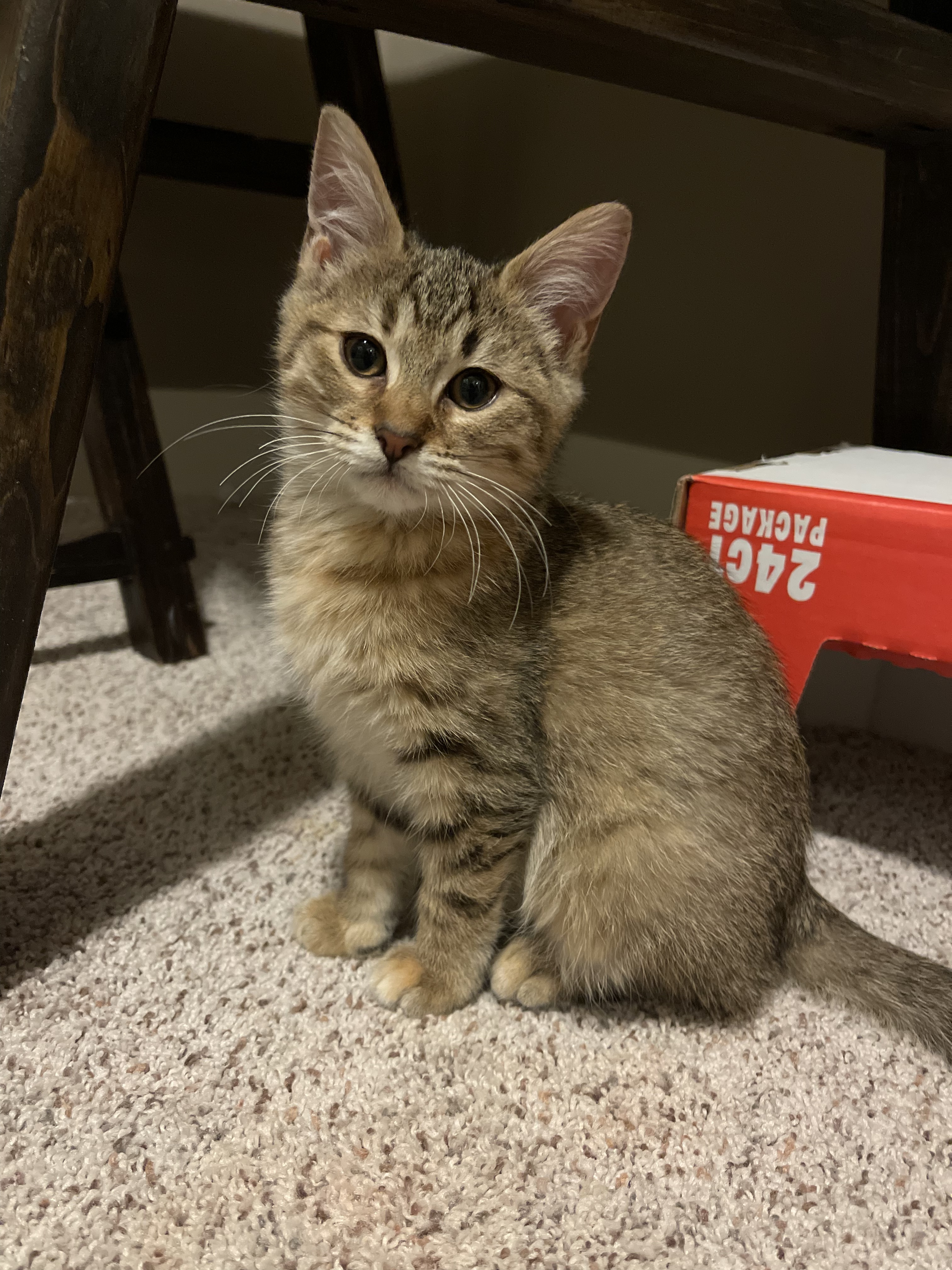 Golden, an adoptable Domestic Short Hair in Grand Rapids, MI, 49509 | Photo Image 4