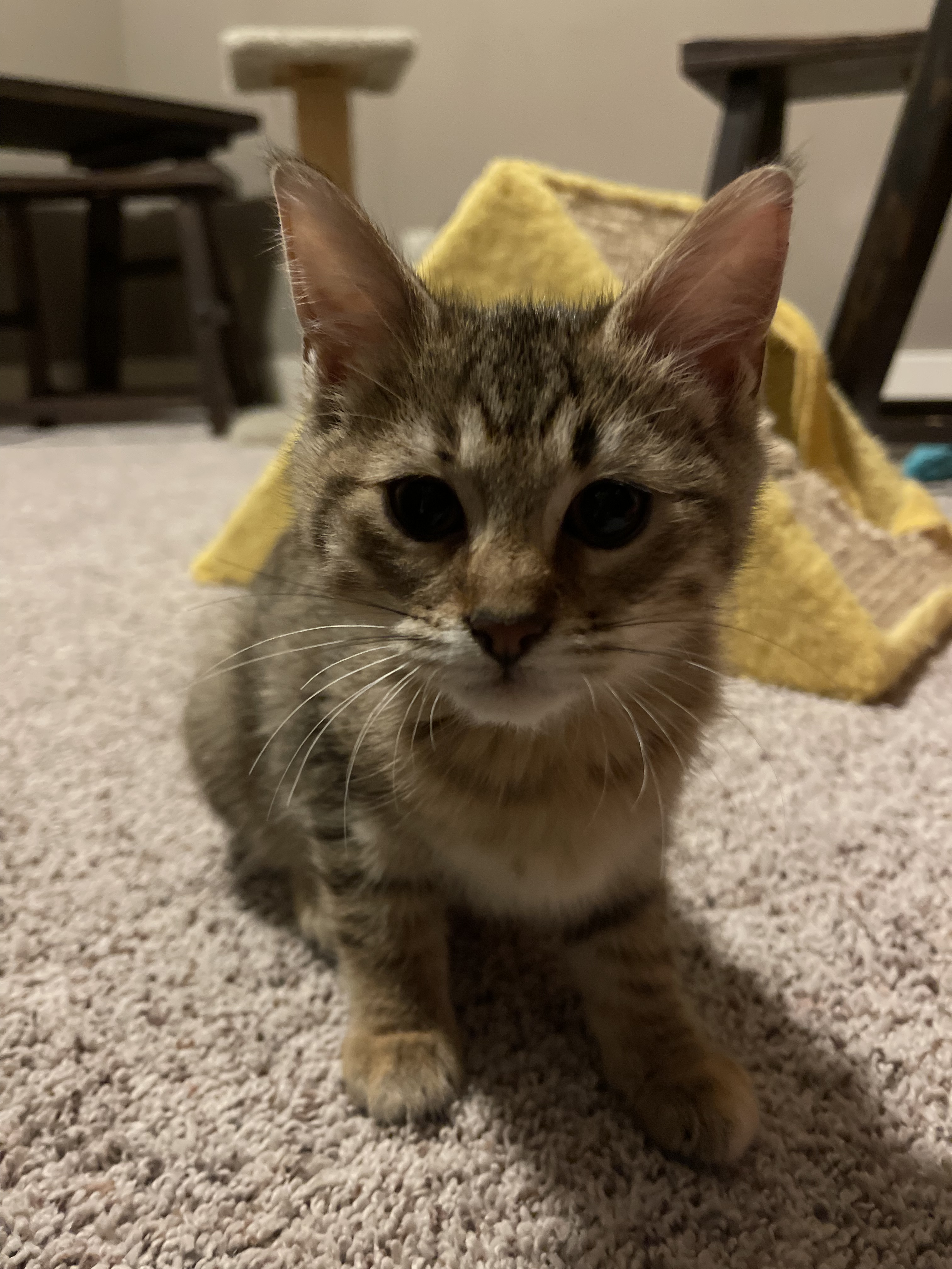 Golden, an adoptable Domestic Short Hair in Grand Rapids, MI, 49509 | Photo Image 5