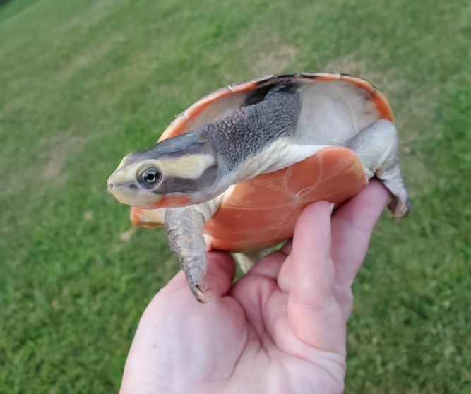 Sidney Pinkbellied Turtle