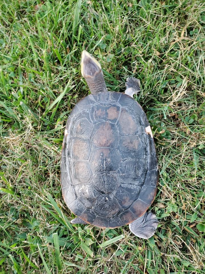 Sidney Pinkbellied Turtle 2