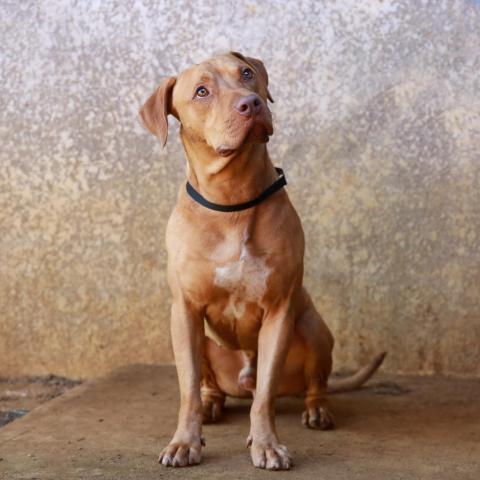 Mo, an adoptable Labrador Retriever, Redbone Coonhound in Lihue, HI, 96766 | Photo Image 2