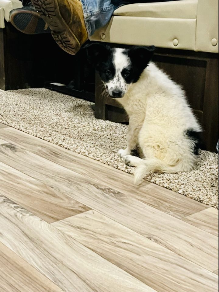 Forstærker at tilføje Patriotisk Dog for adoption - Marla, an Australian Cattle Dog / Blue Heeler Mix in  Colorado Springs, CO | Petfinder