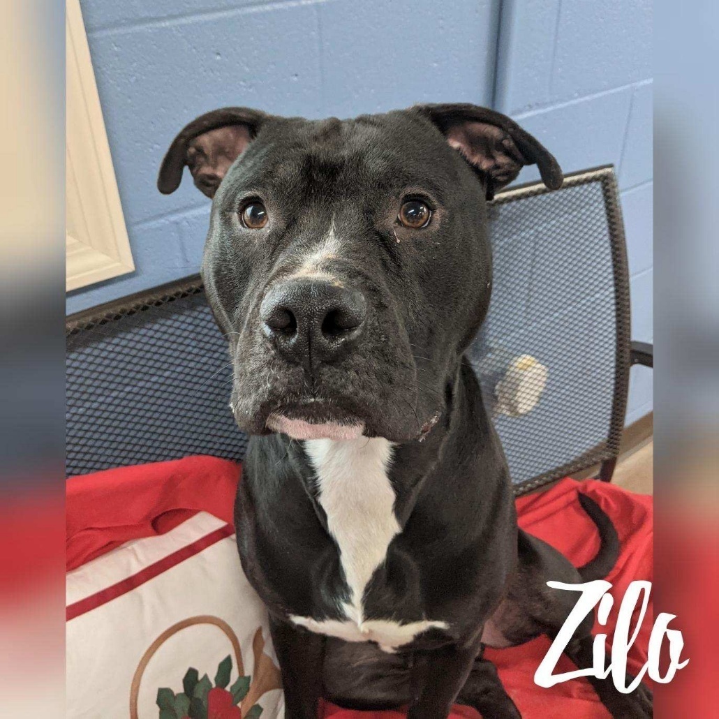 Zilo, an adoptable Staffordshire Bull Terrier in Wilmington, OH, 45177 | Photo Image 2