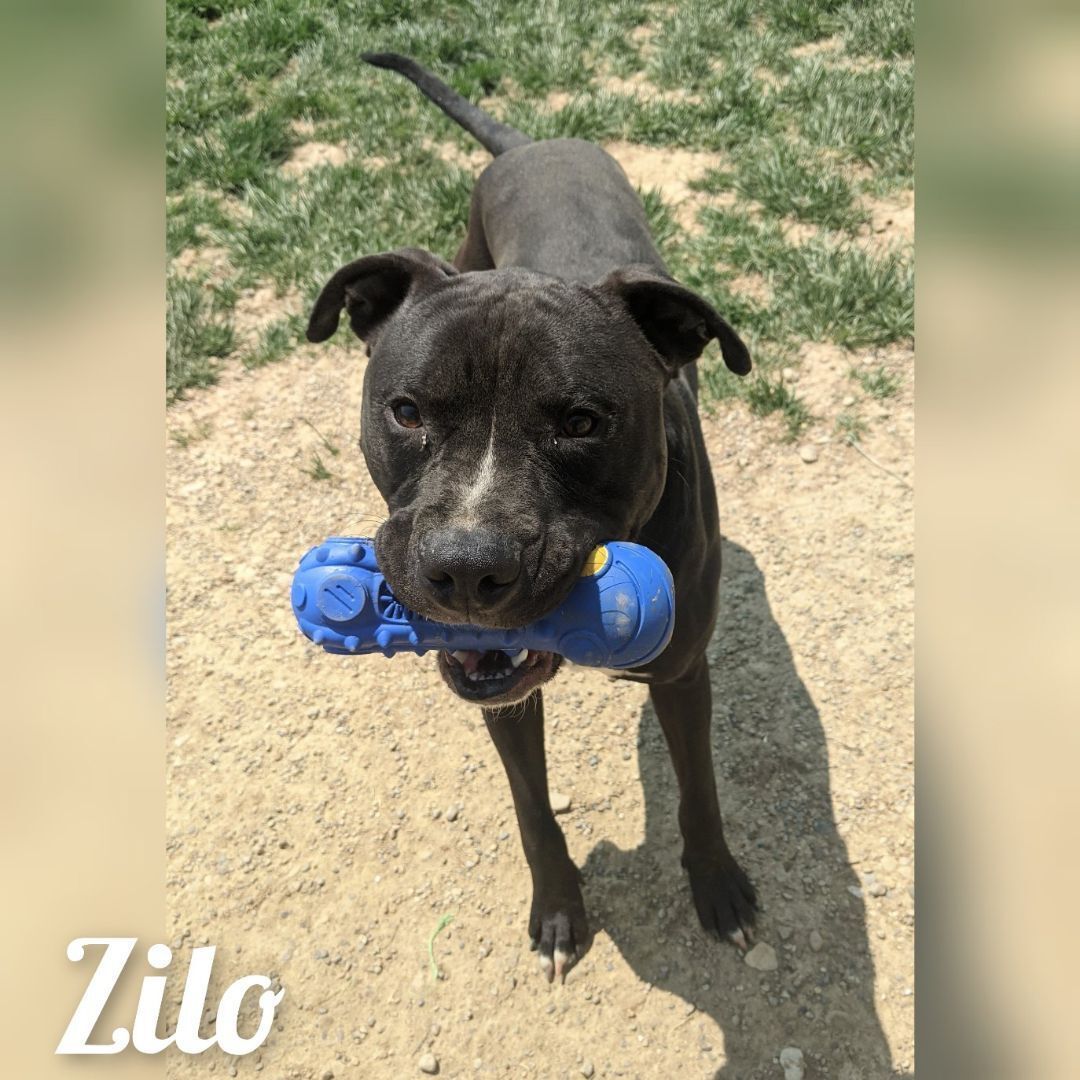 Zilo, an adoptable Staffordshire Bull Terrier in Wilmington, OH, 45177 | Photo Image 4