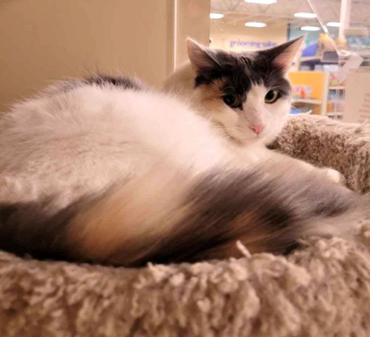 SHELL, an adoptable Maine Coon & Dilute Calico Mix in HEMET, CA_image-5
