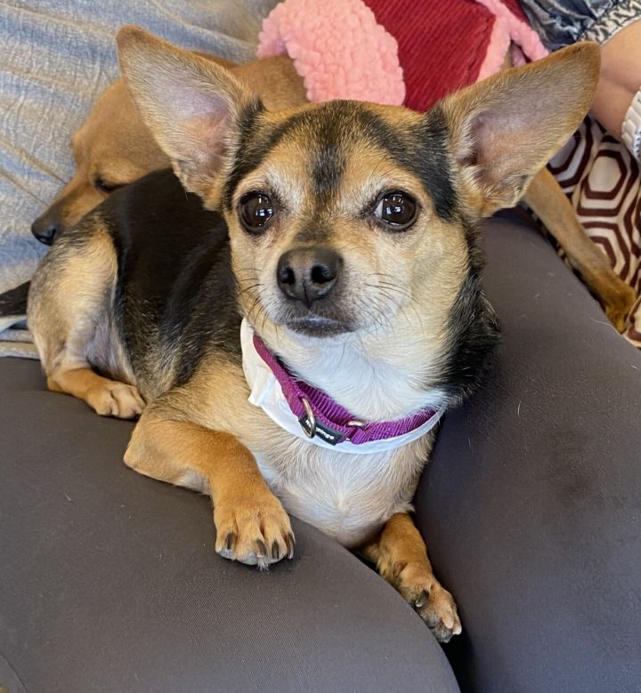 Max 7, an adoptable Chihuahua in Los Alamitos, CA_image-1