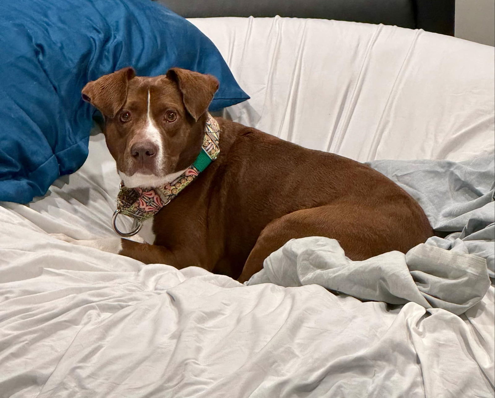 CeeCee, an adoptable Beagle, Terrier in Spotsylvania, VA, 22553 | Photo Image 1