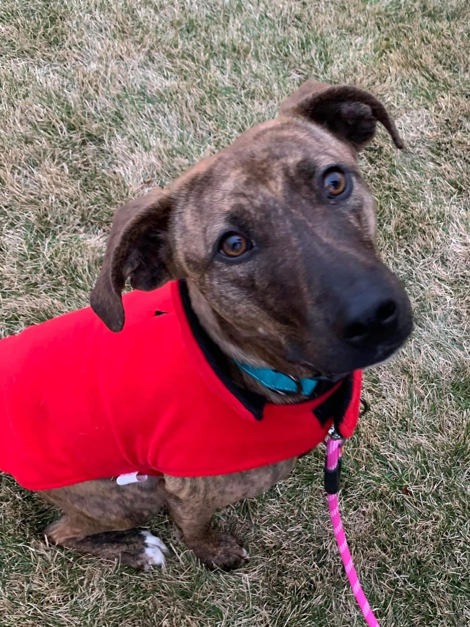 Coco 2, an adoptable Mountain Cur in Watertown, WI, 53094 | Photo Image 2