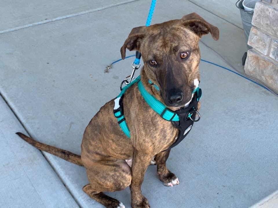 Coco (Mountain Cur Mix), an adoptable Mountain Cur in Watertown, WI, 53094 | Photo Image 1