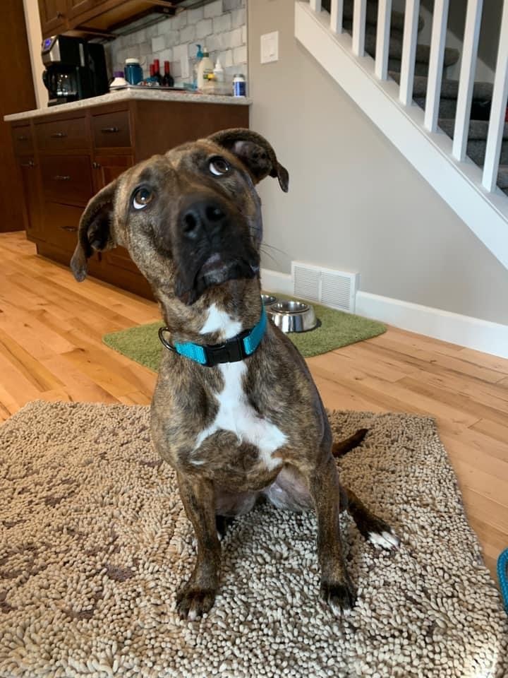 Coco (Mountain Cur Mix), an adoptable Mountain Cur in Watertown, WI, 53094 | Photo Image 4