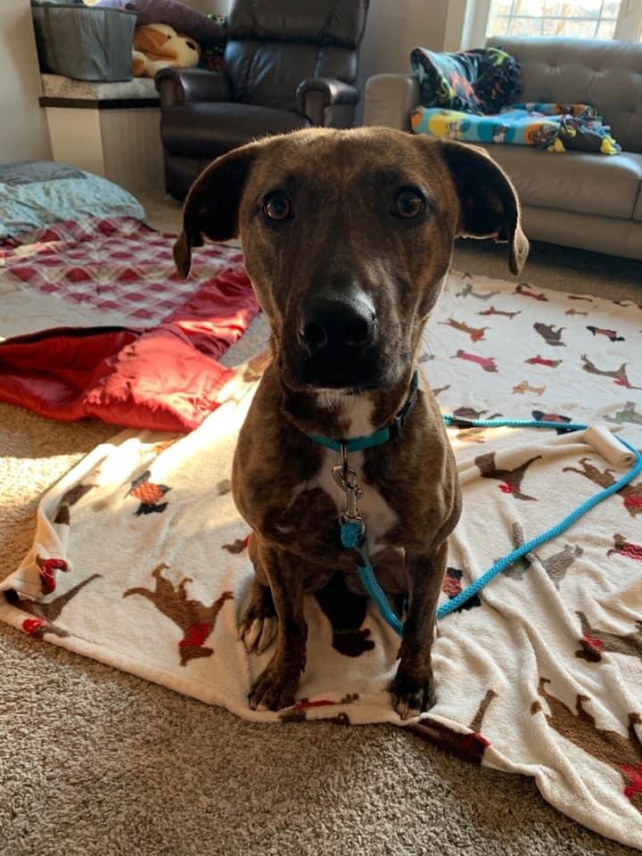 Coco (Mountain Cur Mix), an adoptable Mountain Cur in Watertown, WI, 53094 | Photo Image 5