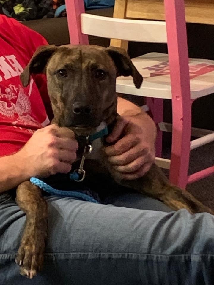 Coco (Mountain Cur Mix), an adoptable Mountain Cur in Watertown, WI, 53094 | Photo Image 6
