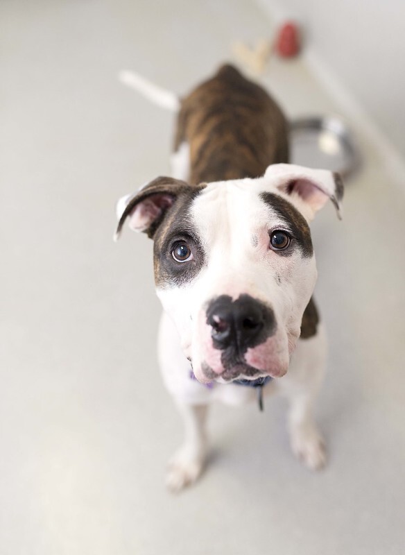 Forest, an adoptable American Bulldog in Cincinnati, OH, 45227 | Photo Image 1