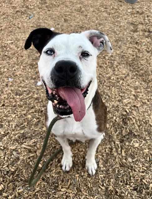NELLY, an adoptable Boxer, Mixed Breed in Albuquerque, NM, 87121 | Photo Image 1