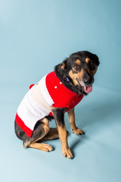 Mabel , an adoptable Mixed Breed in Saskatoon, SK, s7h 3a1 | Photo Image 1