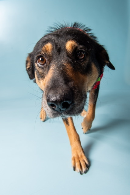 Mabel , an adoptable Mixed Breed in Saskatoon, SK, s7h 3a1 | Photo Image 2