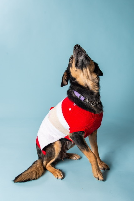 Mabel , an adoptable Mixed Breed in Saskatoon, SK, s7h 3a1 | Photo Image 4