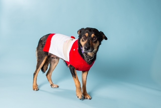 Mabel , an adoptable Mixed Breed in Saskatoon, SK, s7h 3a1 | Photo Image 5