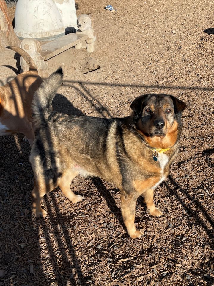 Ryder, an adopted Shepherd Mix in Madras, OR_image-3