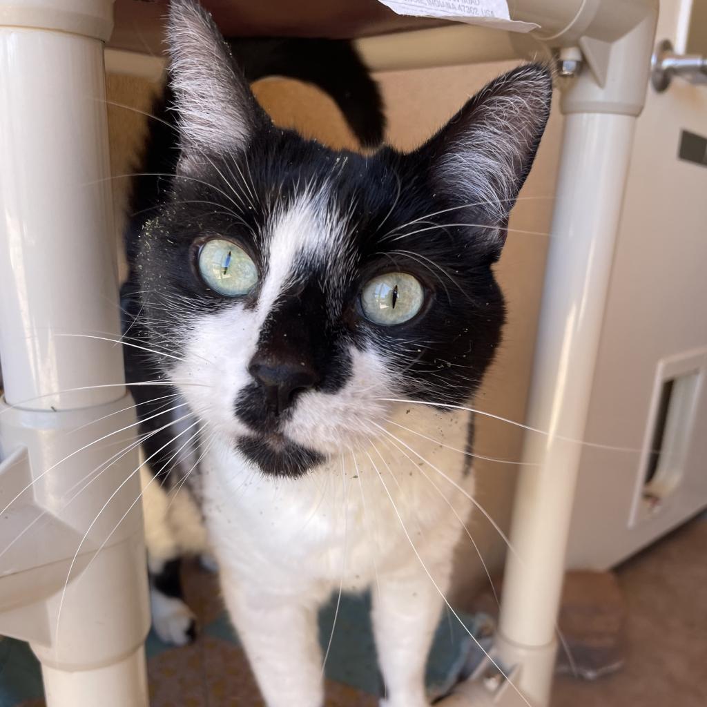 Starling, an adoptable Domestic Short Hair in Kanab, UT, 84741 | Photo Image 1