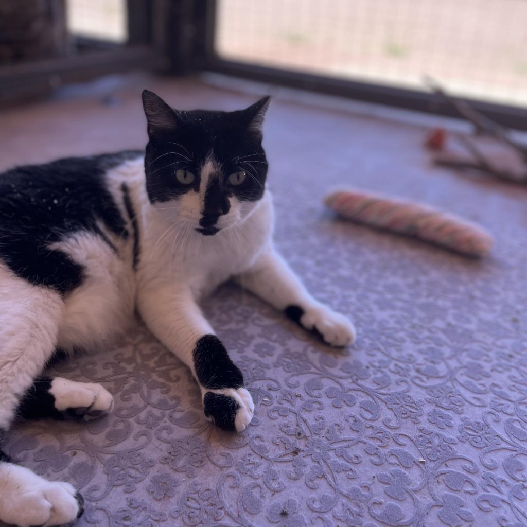 Starling, an adoptable Domestic Short Hair in Kanab, UT, 84741 | Photo Image 5