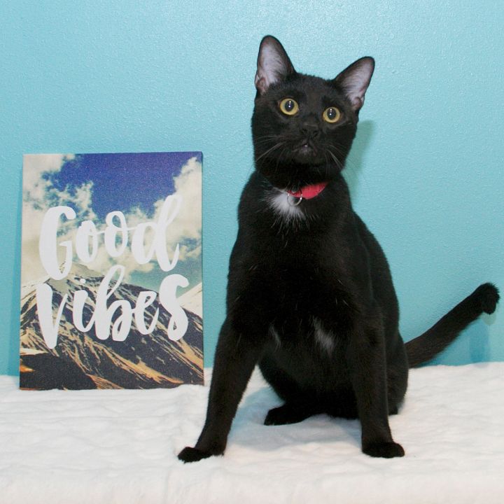 ROCCO, an adopted Domestic Short Hair in Tyler, TX_image-1