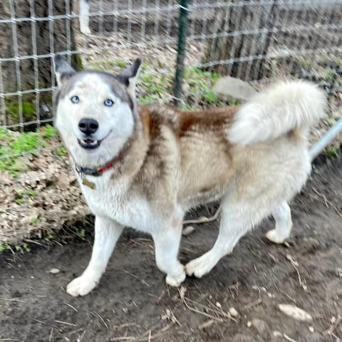HACHI, an adoptable Husky in Point Richmond, CA_image-1