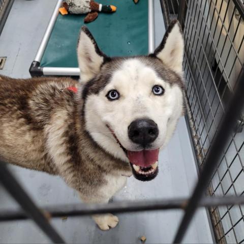 HACHI, an adoptable Husky in Point Richmond, CA_image-2