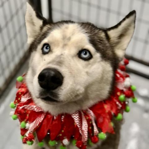 HACHI, an adoptable Husky in Point Richmond, CA_image-3