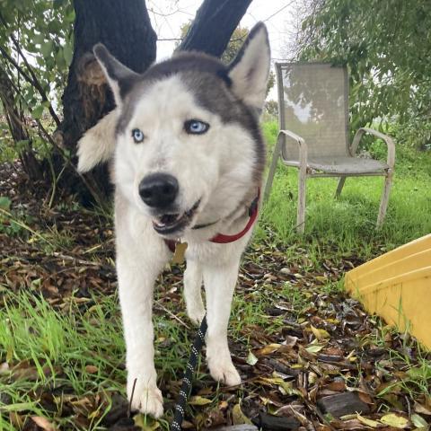 HACHI, an adoptable Husky in Point Richmond, CA_image-5