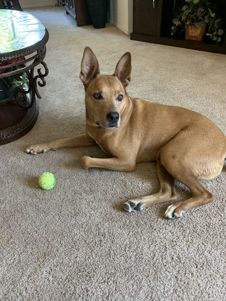 basenji rhodesian ridgeback mix