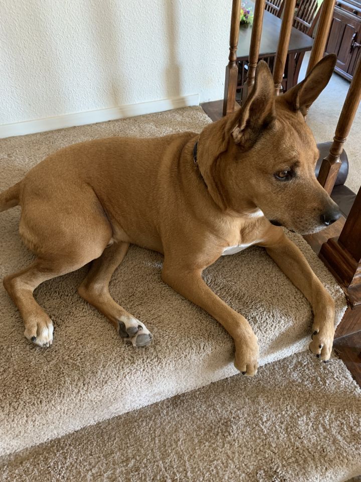 basenji rhodesian ridgeback mix