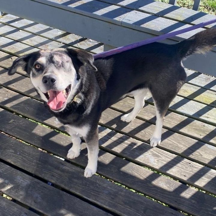 Conway Twitty, an adoptable German Shepherd Dog & Labrador Retriever Mix in Springfield, MO_image-4
