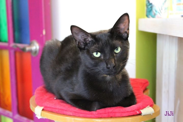 JIJI, an adopted Domestic Short Hair in Tyler, TX_image-1