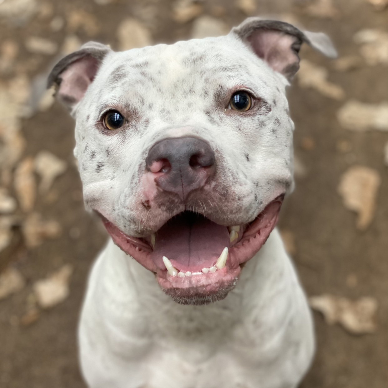 BRODIE, an adoptable Pit Bull Terrier in Galesburg, IL, 61401 | Photo Image 1